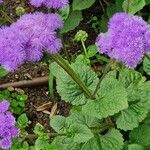 Ageratum houstonianum Hàbitat