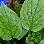 Omphalodes verna Hoja