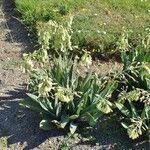 Ornithogalum candicans Hábito