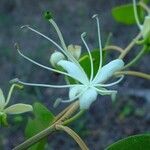 Capparis quiniflora Blomma