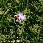 Salix serpillifolia Elinympäristö