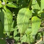 Agastache foeniculumLapas