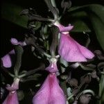 Encyclia cordigera Λουλούδι