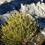 Hypericum gentianoides Leaf