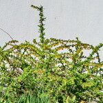 Berberis vulgaris Συνήθη χαρακτηριστικά