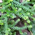 Selaginella helvetica ഇല