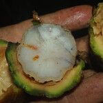 Raphia textilis Fruto