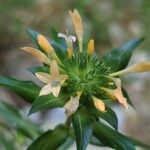 Collomia grandiflora Fiore