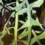 Lactuca biennis Leaf