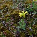 Barbarea rupicola Flor