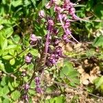 Himantoglossum adriaticum Flower