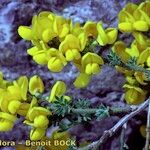 Cytisus ardoinoi Habit