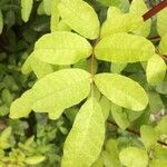 Schinus terebinthifolius List