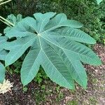 Tetrapanax papyrifer 叶