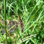 Carex frigida Цвят