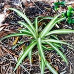 Chlorophytum comosum 葉