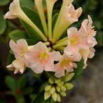 Rhododendron macgregoriae