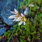 Gagea serotina Flower