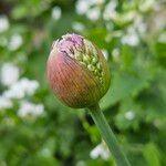 Allium rotundum Blomst