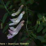 Vicia aphylla