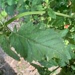 Scrophularia trifoliata Likasa