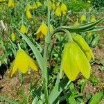 Fritillaria conica Flor