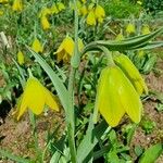 Fritillaria conica