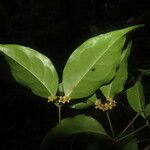 Cassipourea guianensis Leaf