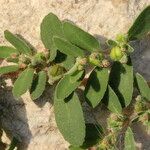 Euphorbia prostrata Habit