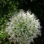 Allium nigrum Fleur