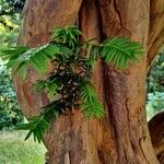 Taxus brevifolia Blad