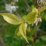 Prunus americana Blatt