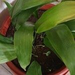 Aspidistra lurida List