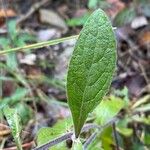 Pentanema squarrosum Leaf