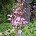 Lactuca alpina Çiçek