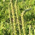 Plantago coronopus Fruit