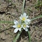 Ornithogalum montanumFlor