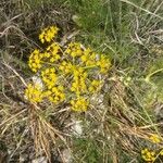 Ferulago nodosa Flower