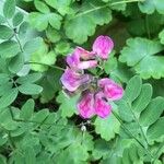Lathyrus niger Hoja