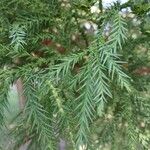 Cryptomeria japonica ᱥᱟᱠᱟᱢ