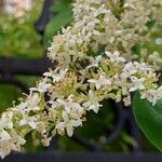 Ligustrum sinense Flower