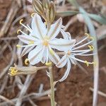 Trachyandra saltii Virág