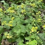 Bryonia verrucosa Hoja