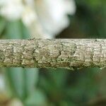 Rhododendron irroratum Bark