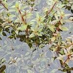 Ludwigia palustris Yaprak