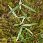 Lathyrus palustris Feuille