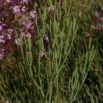 Limonium insigne Habit