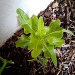 Lactuca sativaFeuille