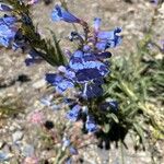 Penstemon speciosus Fiore