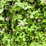 Trifolium pratense Blodyn